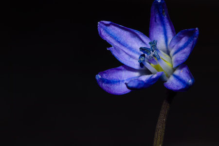 Small blue spring flower, Siberian squill (Scilla siberica), Isolated macro shot.