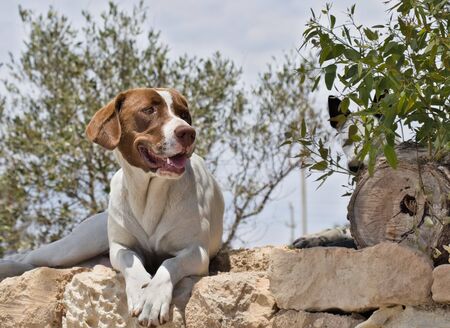 Stray or farm dog sitting on dry stone wall staring into the distance. Sticking out his tongue to cool.の写真素材