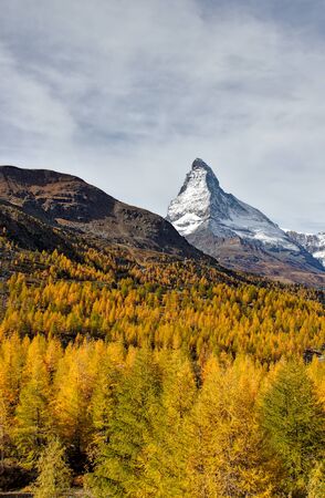 Beautiful view across yellow larch forest towards matterhorn in autumn on 5 lake hike.の写真素材