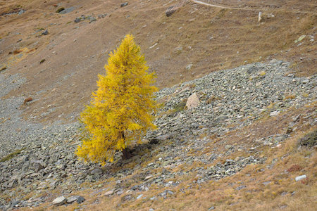 Yellow colored Larch tree in autumn on rocky slope.