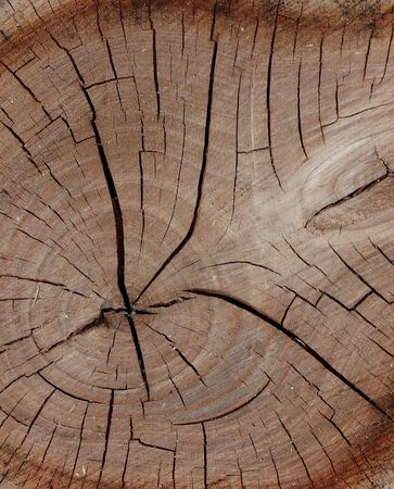 Wood texture shown by cross-section or top view of a tree stump close up.の写真素材