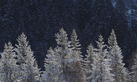 Winter pine tree forest landscape in early morning light.の写真素材