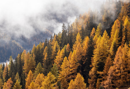 Orange Autumn Larch trees forest with fog above. Autumn or Fall forest background.