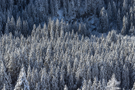 Frosty Winter landscape forest with snow on trees high viewing angle. Tranquility and calm concept.