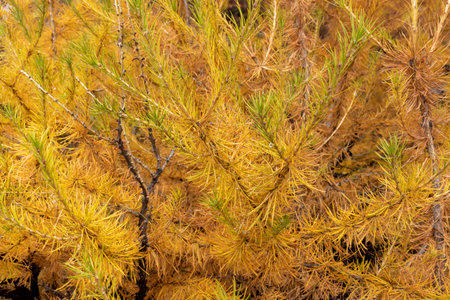 Yellow Orange autumn or fall larch needles close up