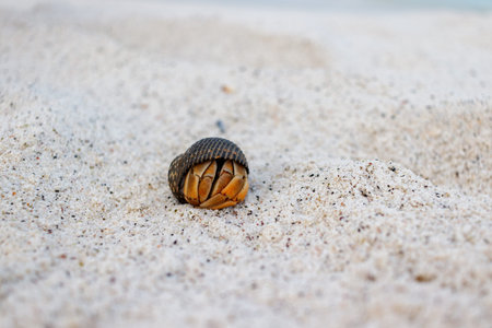 Hermit Crab hiding in shell lying on sand.