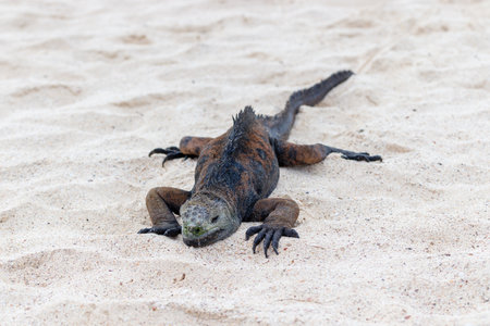 Marine iguana on white sand beach in Galapagos Islands, Ecuador.の写真素材