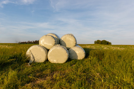 Haylage bales wrapped in white foil will provide food for farm animals during the winter. A green meadow in the background of the setting sun after summer hay.の写真素材