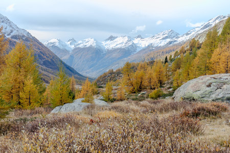 Autumn colorful larch forest with view across valley and mountain scenery.の写真素材