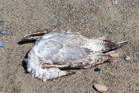Dead bird, juvenile seagull lying on sandy beach in ital