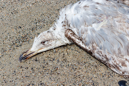 Dead bird, juvenile seagull lying on sandy beach in ital