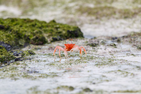 Galapagos ghost crab running on rocks and sand Ocypode gaudichaudii in Galapagos Islands, Ecuadorの写真素材