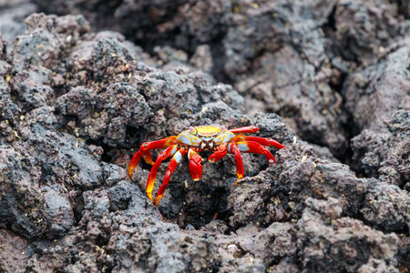 Frontal shot of Sally Lightfoot Crab on a lava rock, Galapagosの写真素材