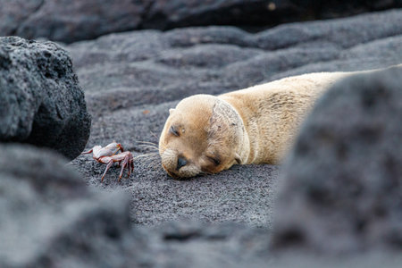 Sea lion sleeping on lava rocks seen from the front in the galapagos ecuador.の写真素材