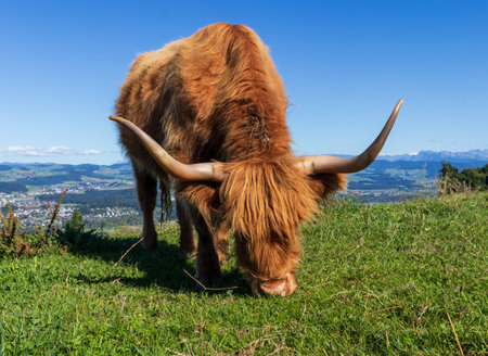 Beige Highland cow grazing on grass in a field.