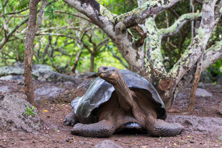 Giant Tortoise or turtle walking through mud in forest on the island of Santa Cruz in the Galapagos.の写真素材
