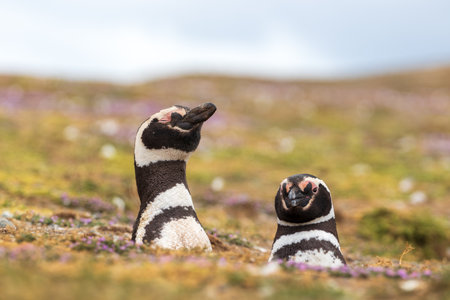 Two Magellanic Penguins sticking out head from whole on grassy landscape on Magdalena Island, Punta Arenas, Chile.の写真素材