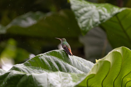 Vibrant hummingbird perched on lush green leaf in tropical rainforest