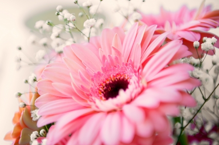 Close-up of bright pink gerber flower on an defocused background の写真素材