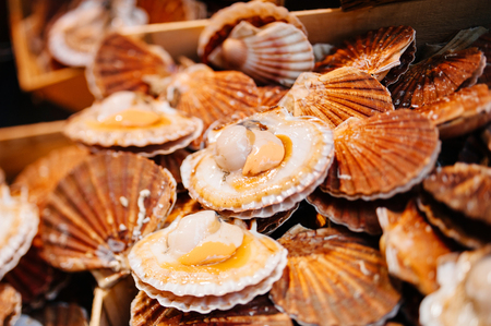 Scallops in the shell at sale in a fish market - edible salwater clams - Pecten jacobaeusm a product high in Omega 3の写真素材
