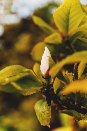 Magnolia blossom on a tree - soft retro effect. Tilt-shift lens used to outline the fresh branch and to emphasize the attention on itの写真素材