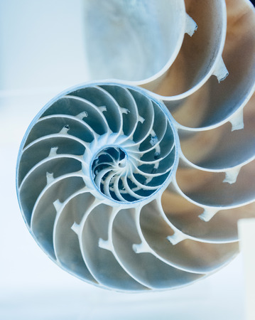 Cut away of Nautilus shell on a light blue backgroundの写真素材
