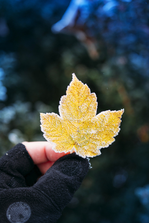 Frozen yellow leaf in adventure man hand wearing glovesの写真素材