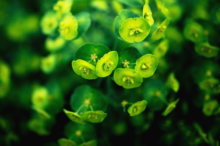 Petite flowers wallpaper background pattern on vibrant green backgroundの写真素材