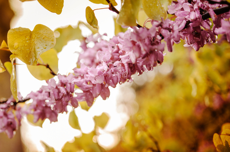 Branch of acacia pink vibrant flowersの写真素材