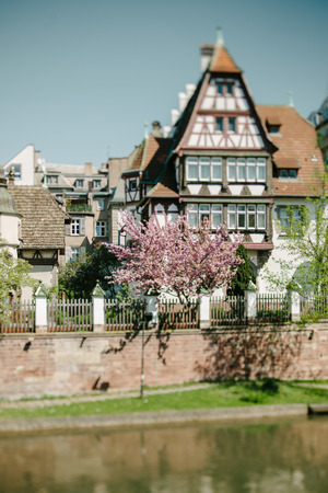 Beautiful magnolia tree traditional Alsatian house in the historic district in Strasbourg Alsace France on a warm spring evening seen through a tiltshift lensのeditorial素材