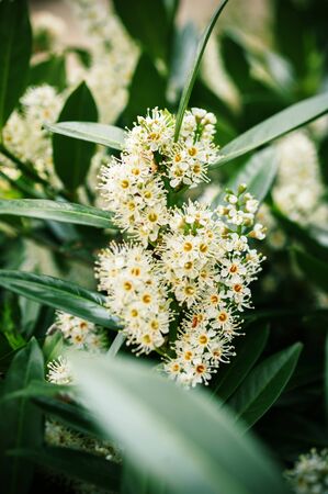 Field of wild small flowers with green leafs in backgroundの写真素材