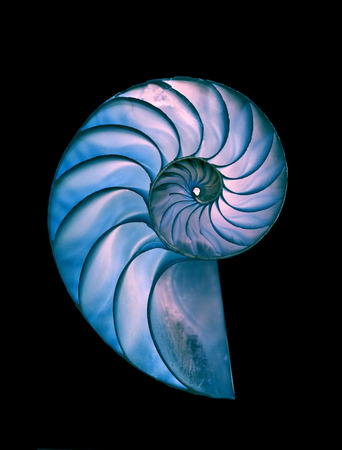 Amazing spiral fossilized Nautilus shell on black magic backroundの写真素材