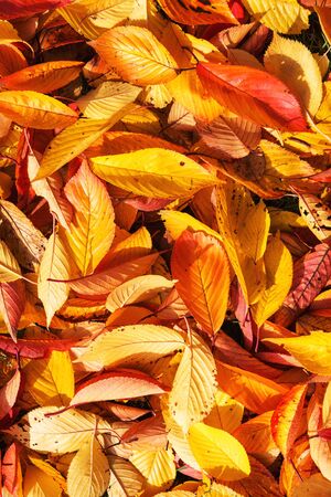 Yellow leaves autumn leaf background texture on a sunny dayの写真素材