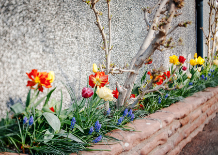 First flowers in the garden near a ahouse - tilt-shift lens usedの写真素材