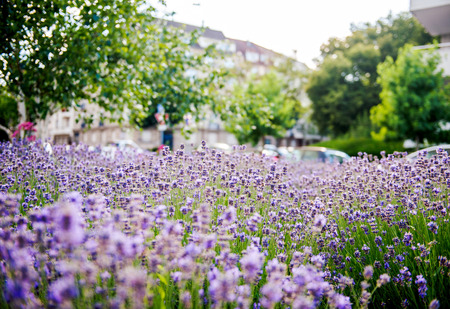 Lavender field seen in the city with defocused urban environemnt in the backgroundの写真素材