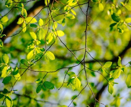 Fresh leaves of poplar tree in spring in protected forest