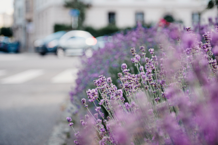 Beautiful lavender garden with fresh and colorful lavender and with a luxury house in the backgroundの写真素材