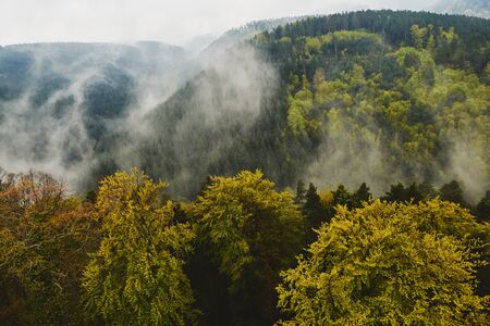 Aerial view of evergreen trees and large forest with mountains in the background seen from aboveの写真素材
