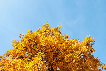 Large yellow maple tree canopy in autumn fall against blue skyの写真素材
