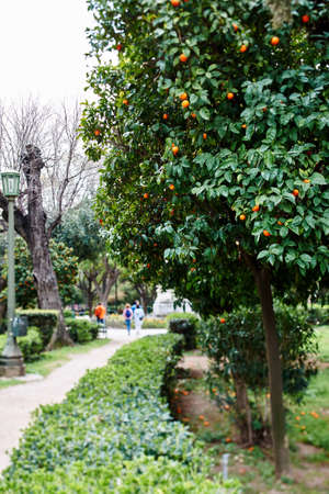 Orange tree in the National Garden or the Royal Garden, the majestic public park of 15.5 hectares in the center of the Greek capital, Athens behind the Greek Parliament building with touristss and locals having fun on a sunny spring dayの写真素材