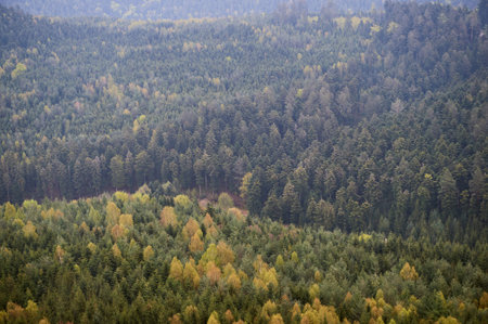 Aerial view of mystical large forest with mountains in the background seen from above