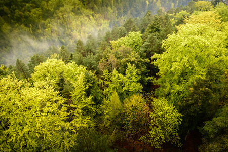 View from above of a green  large forest with mountains in the background seen from aboveの写真素材