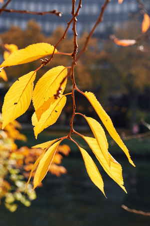 Autumn leafs against defocused backgroundの写真素材
