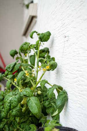 Detail of tomato plant growing at balcony of an apartmentの写真素材