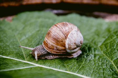 Curious snail in the garden on green leafの写真素材