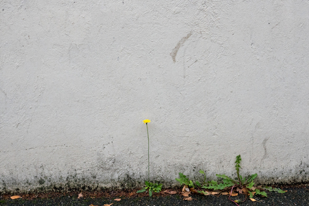 Single dandelion against white wall the only survivor plant in cityの写真素材