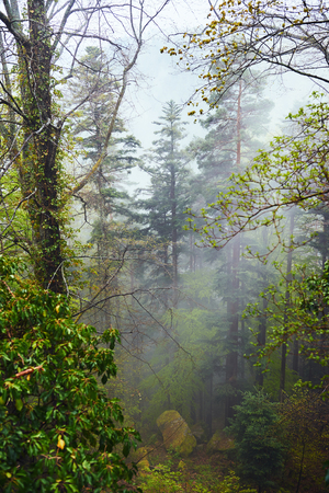 elevated view of a green large forest in mountains with mist and large stones covered with mossの写真素材