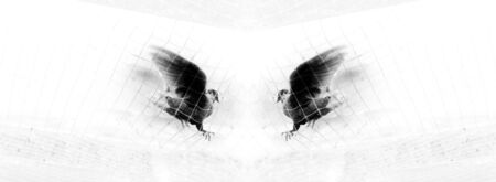 Abstract black and white image of flying pigeon bird in action trying to escape from cageの写真素材