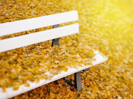 Majestic beautiful yellow, orange and red vibrant colorful autumn leaves covering a white park bechの写真素材