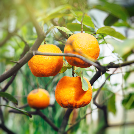 Orange tree - ripe fruits fresh vivid colors in warm summer sunlightの写真素材
